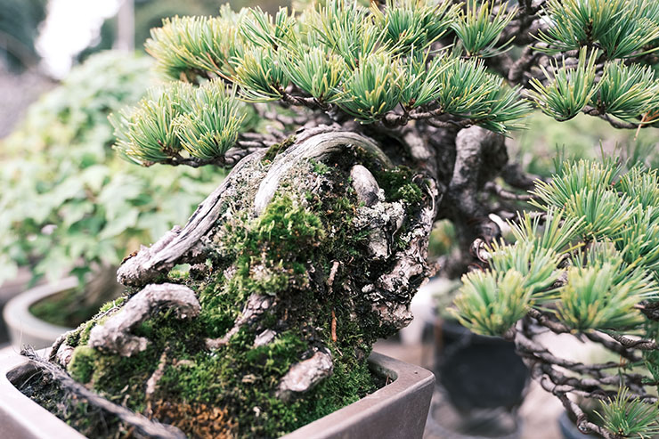 盆栽 五葉松 - 植物/観葉植物