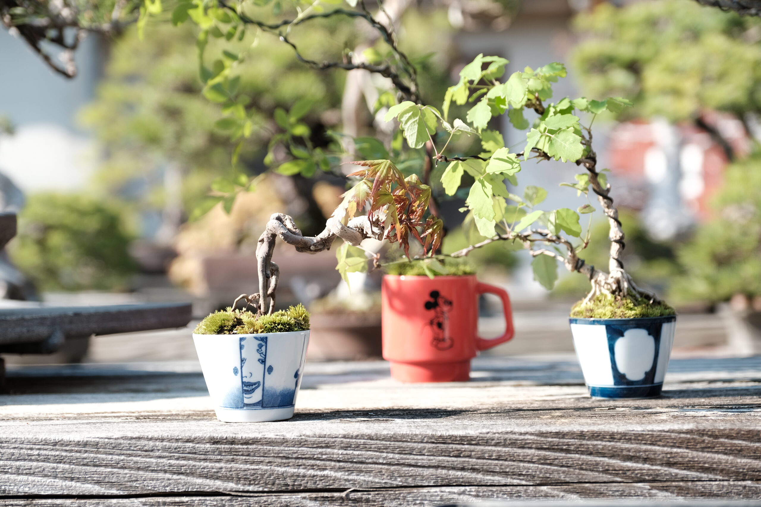 盆栽鉢 植木鉢 舟山鉢 タタラ造 手作り鉢 クリアランス割引