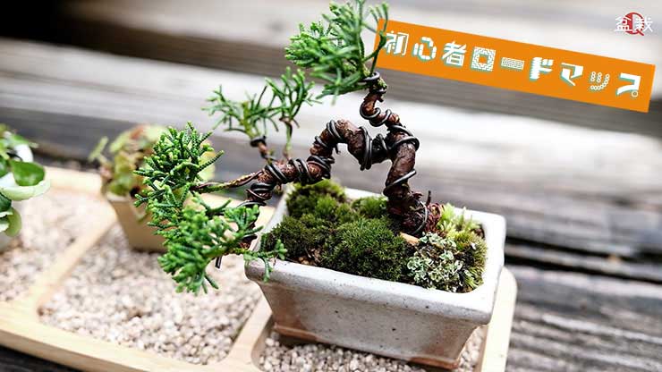 盆栽の始め方〜お金・知識・時間に対する疑問を解決〜 【初心者ロード